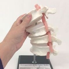 Modelo de la columna lumbar.